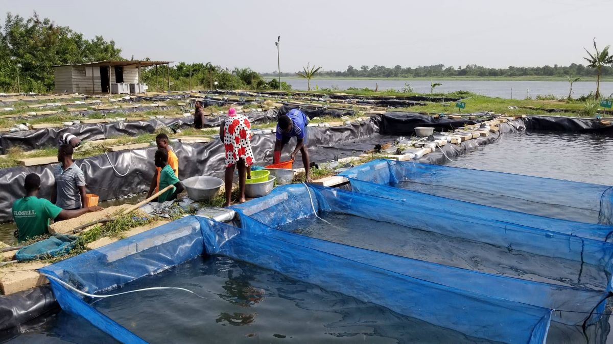 Fish Rearing Project Raanan Fish Feed