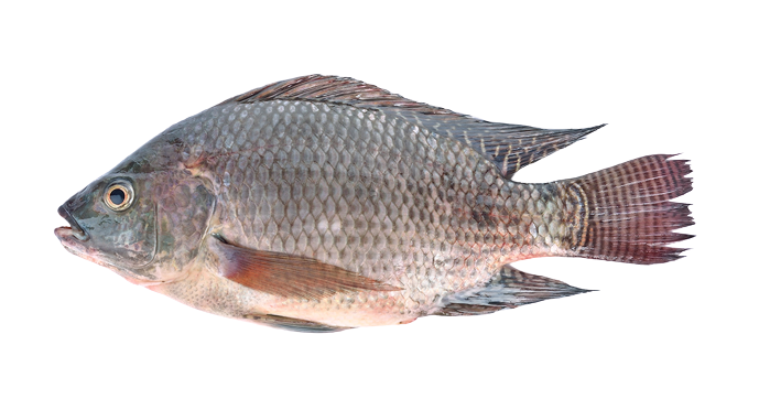 IMAGE OF TILAPIA